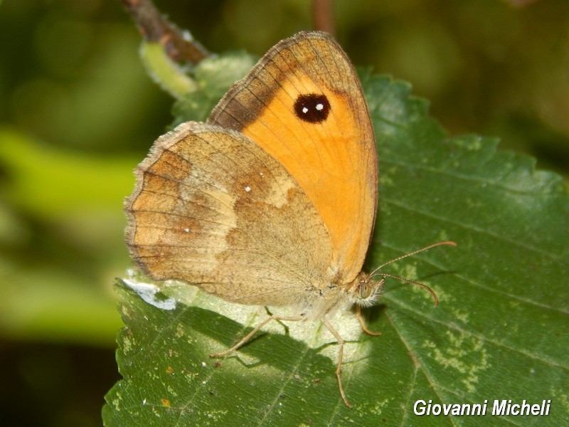 Parco del Ticino: incontri del 26.7.15